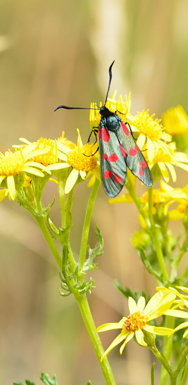 Skulptur i Pilane 2022